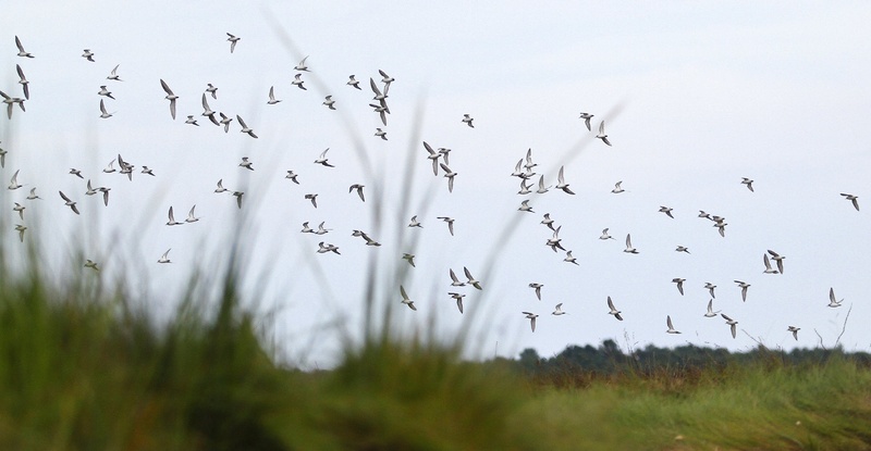 A flock of birds passes through Scarborough Marsh. A new study looks at the impact of superstorm Sandy on marshes from Maine to Virginia.