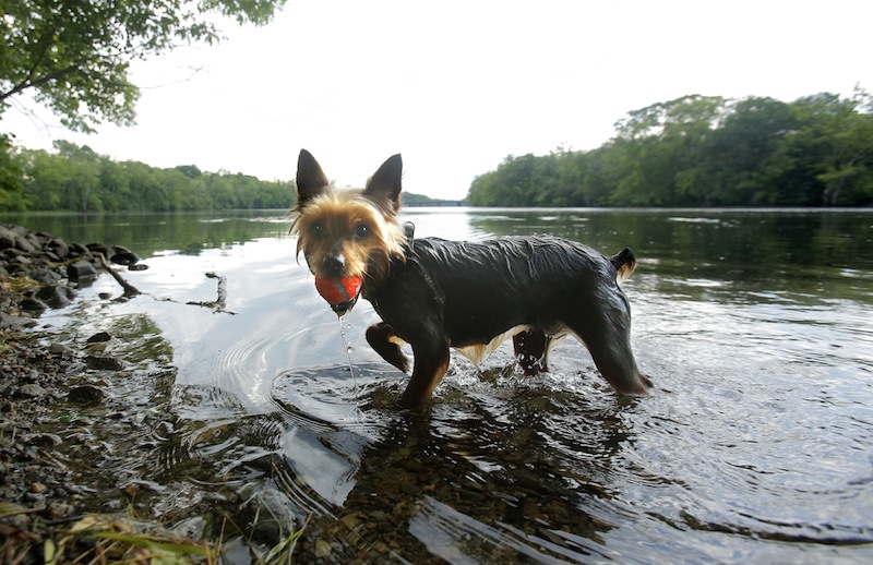 Oliver, a Yorkie, cools off in the Saco River in Biddeford on Friday. Oliver was visiting the river with his owner, Javi Martinez.
