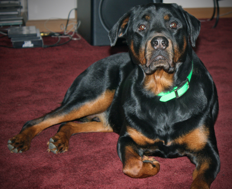 Tyson, a Rottweiler, was shot in the right front leg Wednesday in Waterboro by a neighbor. Tyson is 3 years old and weighs 95 pounds.