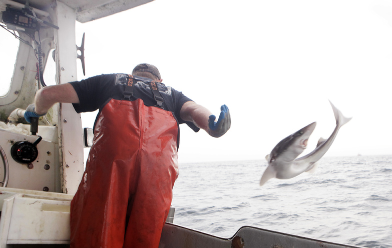 After pulling a dogfish from one of his longlines, a fisherman tosses the fish onto the deck aboard his fishing vessel in the Atlantic waters off Chatham, Mass.