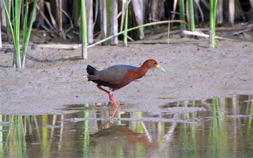 In this undated image, a Rufous-necked wood-rail walks along the edge of a marsh at Bosque del Apache National Wildlife Refuge near San Antonio, N.M. The bird is typically found along the coasts and in tropical forests in Central and South America.
