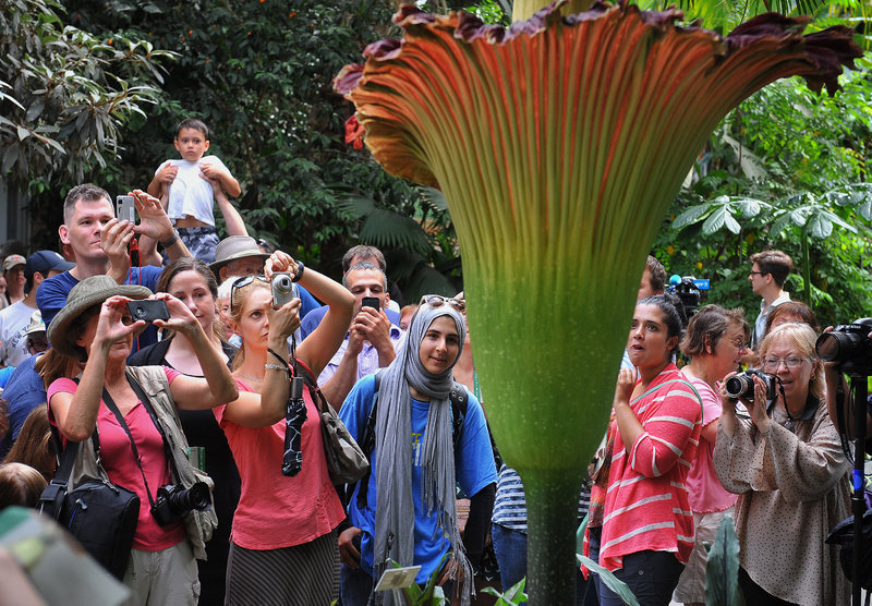 As many as 20,000 people came Monday to the U.S. Botanic Garden in Washington to see (and smell) the "corpse flower," the titan arum, which has the largest unbranched inflorescence on the planet. That's botany-speak for one helluva flower, with a central column surrounded by a pleated ruff. SCIENCE PLANT MUSEUM EXHIBIT