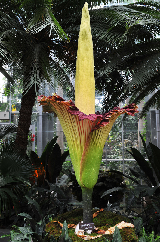 The giant titan arum is shown Monday at the U.S. Botanic Garden, which is on the grounds of the U.S. Capitol in Washington. Its odor attracts insects drawn to rotting flesh, according to scientists. SCIENCE PLANT MUSEUM EXHIBIT