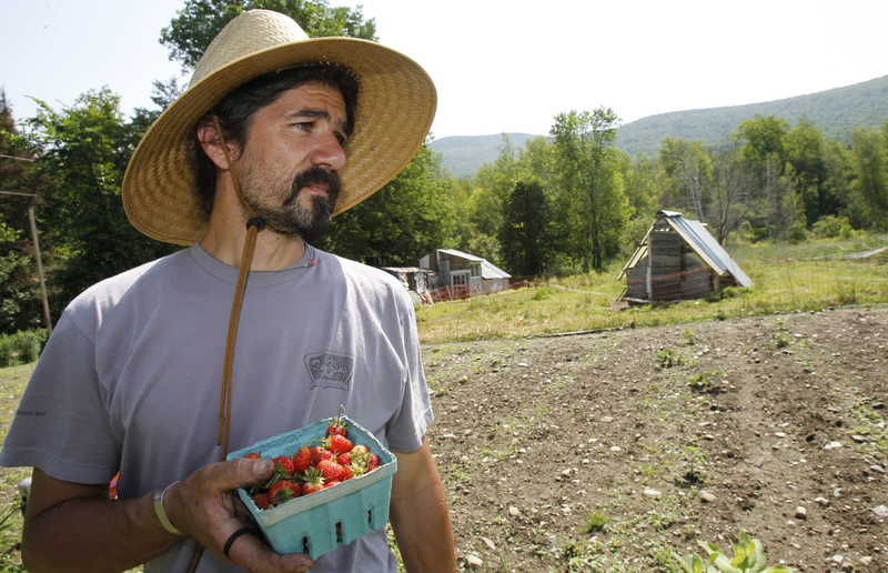 John Vitko holds freshly-picked strawberries in Warren, Vt., in June. Vitko would like to grow hemp to feed his chickens, but federal rules clash with a Vermont law that allows hemp cultivation.