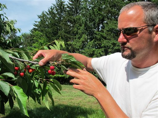 Patrick McGuire of Atwood, Mich., examines sweet cherries growing in his orchard recently. McGuire says a labor shortage caused by the immigration controversy is making it difficult for him and other Michigan fruit growers to harvest their crops.