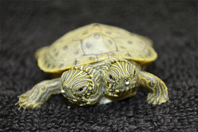 This two-headed turtle born last month at the San Antonio Zoo has become so popular that she has her own Facebook page.
