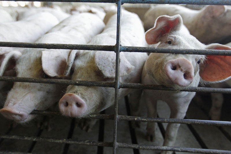 This June, 28, 2012, file photo shows hogs at a farm in Buckhart, Ill. Pork prices could rise in the next months of the summer of 2013 because of a virus that has migrated to the U.S., killing piglets in 15 states at an alarming rate in facilities where it has been reported. Colorado and 14 other states began reporting the virus in April 2013, and officials have confirmed its presence in about 200 hog facilities around the nation. (AP Photo/M. Spencer Green, File)