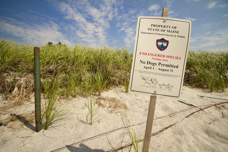 A sign on Pine Point Beach in Scarborough on Wednesday indicates a plover nesting location, and a prohibition on unleashed dogs. Piping plovers are classified as an endangered species by the state and a threatened species by the U.S. Fish and Wildlife Service. Maine has just 47 nesting pairs of piping plovers.