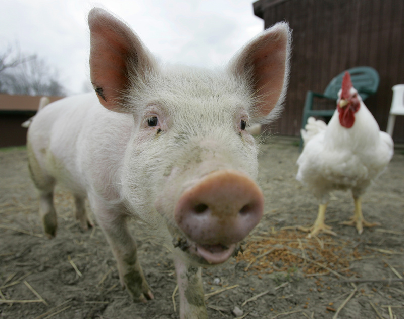 Some researchers say pigs' cognitive abilities are superior to 3-year-old children, as well as to dogs and cats.