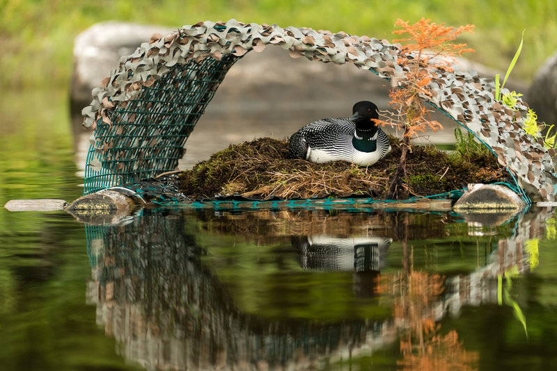 A loon rests on a platform that can solve a key problem for the birds: changing water levels that swamp or beach their nests.