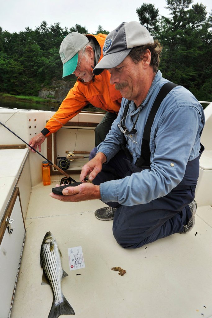 The small striped bass will be returned to the Kennebec River after its vital stats are collected by Duncan Barnes, left, and Capt. Dave Pecci.