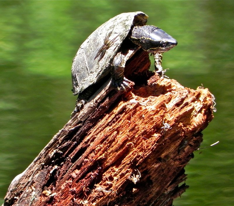 An eastern muck turtle seems to be sunning itself rather precariously on an old weathered log arching out of Kezar Lake.