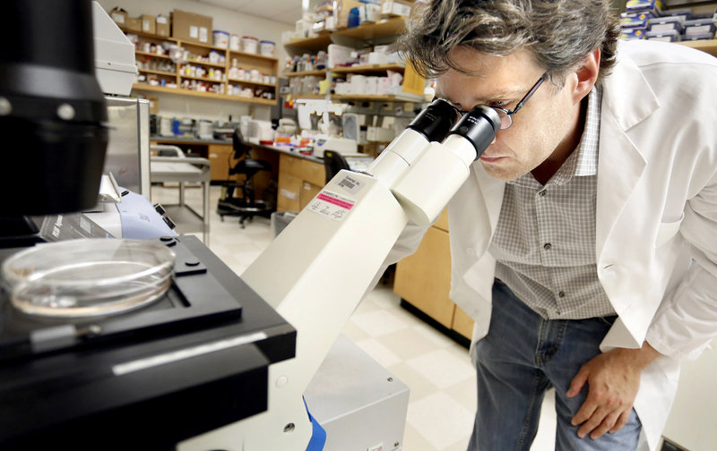 Dr. Peter Brooks views human cells through a microscope at the Maine Medical Center Research Institute in Scarborough on July 1, 2013. Brooks, along with Dr. Xuehui Yang, are working on what could potentially be groundbreaking research into breast cancer treatments.
