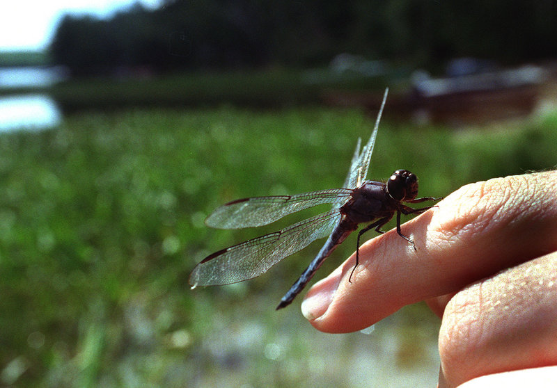 There are more than 150 dragonfly and damselfly species present in Maine, but more than 450 species nationwide.