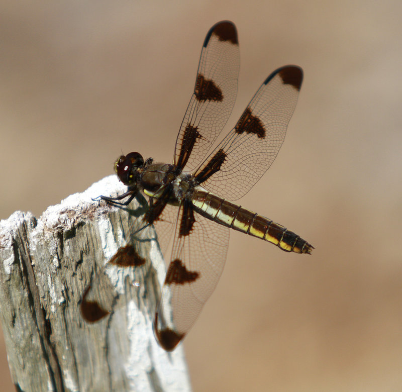 A dragonfly rests in a sunny spot last month in Scarborough. The town buys the insects and sells them to local customers for mosquito control, although it doesn’t have a permit to import dragonflies from out of state.