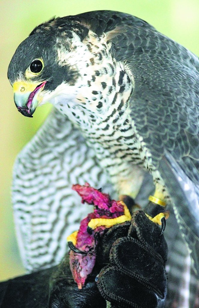 A Peale’s peregrine falcon, eats a piece of quail at the start of Larry Barnes’ presentation Saturday at the boathouse on Swan Island.