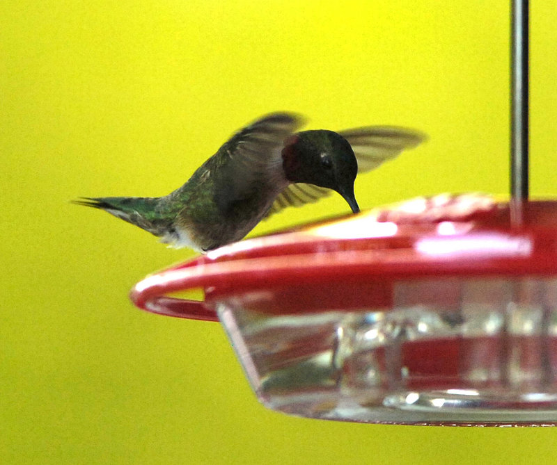 A hummingbird visits a feeder in Bath. The tiny acrobats feast on the nectar of flowers, and on insects and spiders, but also like feeders filled with sugar water.