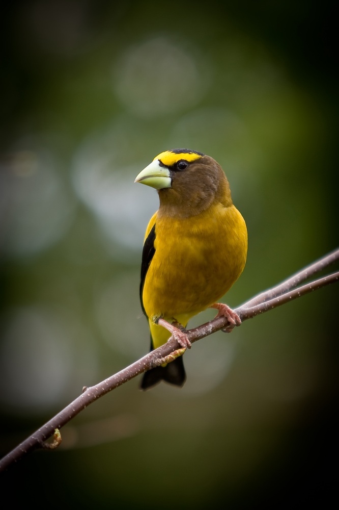 Habitat fragmentation is taking a toll on songbirds like the evening grosbeak in the forests of Canada and Maine, experts agree.