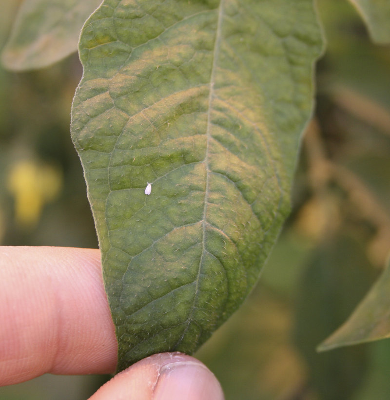A greenhouse whitefly (Trialeurodes vaporarium) on a tomato leaf.