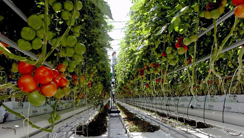 In this 2009 file photo, tomato plants ripen inside a greenhouse at Backyard Fams in Madison. The 2013 crop has been destroyed by a whitefly infestation.