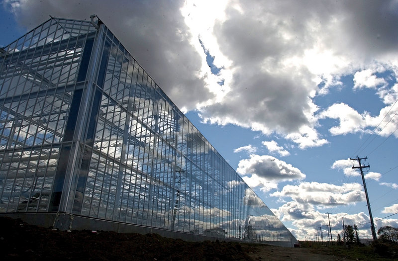 This 2006 file photo shows a greenhouse at Backyard Farms, a major tomato grower in Madison.