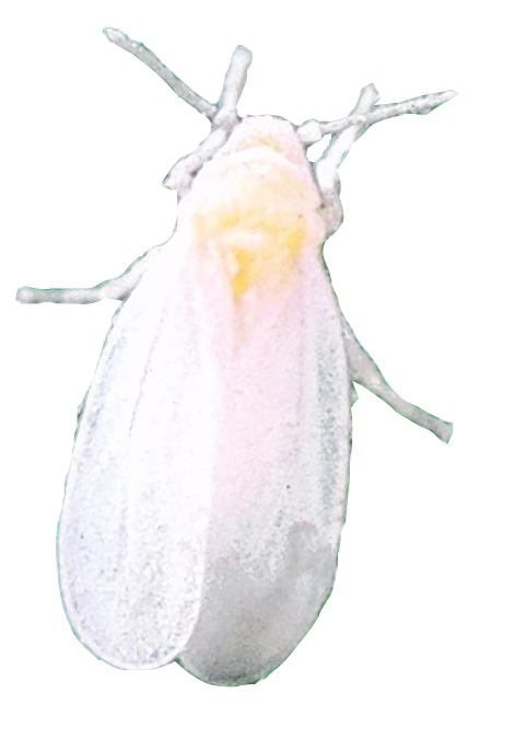 A macro image of the greenhouse whitefly, Trialeurodes vaporariorum.