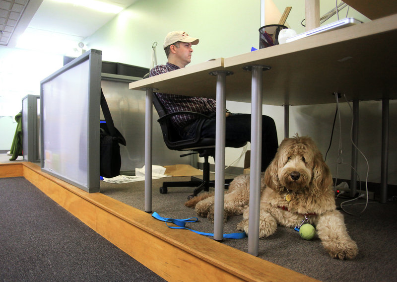 Fozzie Mahal waits for a game of ball Thursday while J. Sandifer of Portland works for Tide Creative, a software startup, at Think Tank in Portland.