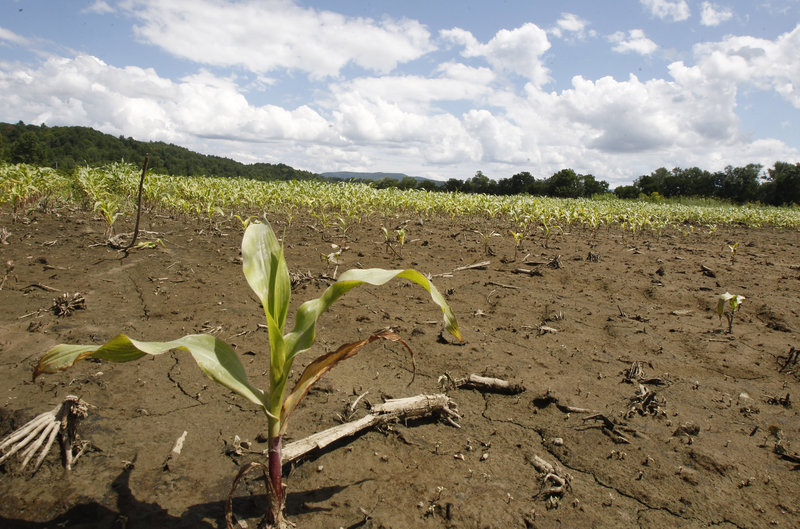A flood-damaged corn field is seen on Thursday, July 11, 2013 in Williston, Vt. Vermont Gov. Peter Shumlin and Agriculture Secretary Chuck Ross outlined some of the steps farmers can take to cope with damage to fields and crops caused by the ongoing rains. (AP Photo/Toby Talbot)