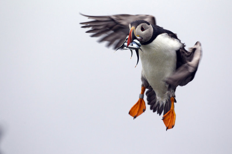 A puffin prepares to land with a bill full of fish on Eastern Egg Rock off the Maine coast. Last year, young puffins died at an alarming rate from starvation because of a shortage of herring.
