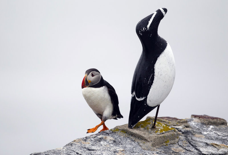 A puffin walks next to a decoy of a razor-billed auk on Eastern Egg Rock off the Maine coast. Decoys help attract nesting birds. Puffin decoys were used in the Puffin Project, a successful recolonization effort started 40 years ago.