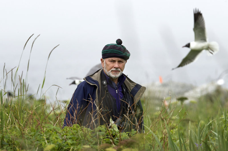 Dr. Steve Kress walks through tall vegetation on Eastern Egg Rock, a 7-acre island where he led the successful effort to recolonize puffins off the Maine coast.