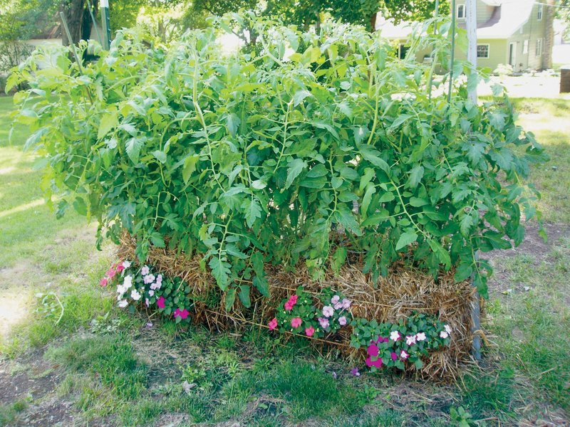 Tomatoes grow in a series of straw bales tied together. Among the advantages of straw bale gardening are back-friendly planting and convenient harvesting.