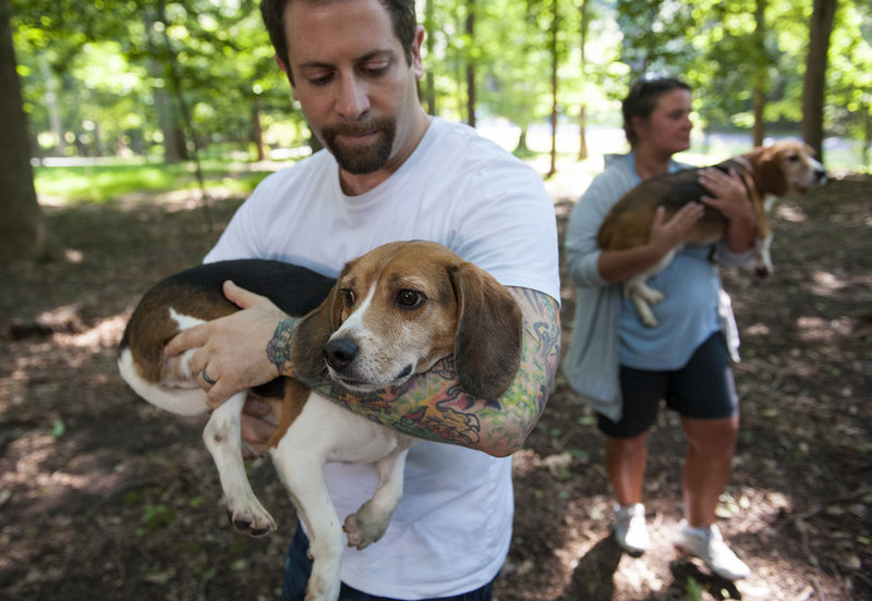 Ryan Shapiro carries a beagle rescued from a Virginia-based research laboratory and released to a foster family in Potomac, Md., with the help of the Beagle Freedom Project.