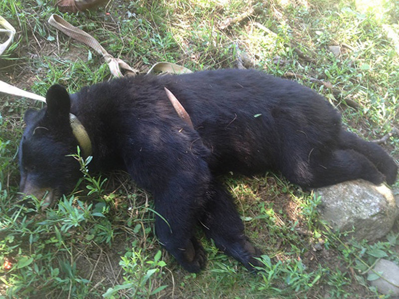 East Brookfield police released a photo of a bear shot to death by a homeowner who said the bear was threatening puppies in his yard. The man has found himself the focus of attention after police posted the photo on Facebook.