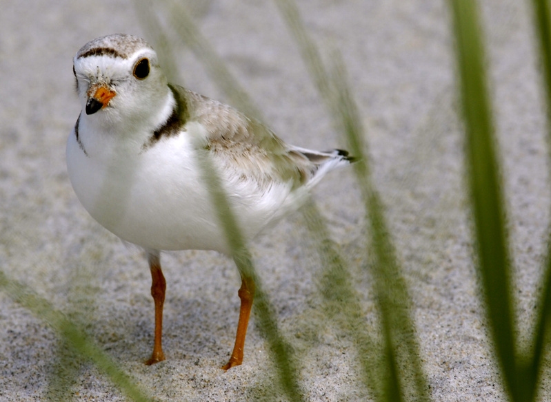 An adult piping plover. A plan to dredge Wells Harbor that has approval from the state and the Army Corps of Engineers could be in danger of losing $3.5 million in federal funds because a federal agency is concerned that it could harm endangered shorebirds.