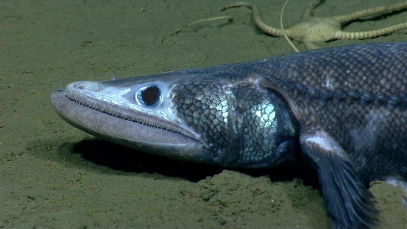 A bathysaurus is one of the stranger looking animals researchers saw in Veatch Canyon. These fish use their lower jaw to scoop in the sand. NOAA;Okeanos;Explorer