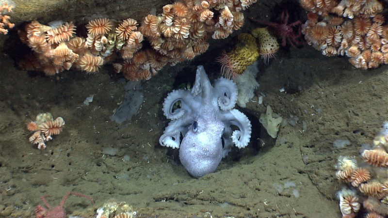An octopus guards her eggs under an overhang in Hydrographer canyon. NOAA;Ocean Explorer