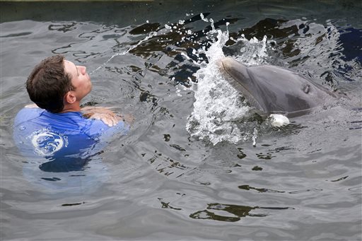 A blindfolded Atlantic bottlenose dolphin named Tanner copies the behavior of trainer Wade Davey during a demonstration at the Dolphin Research Center on Grassy Key in Marathon, Fla., recently.