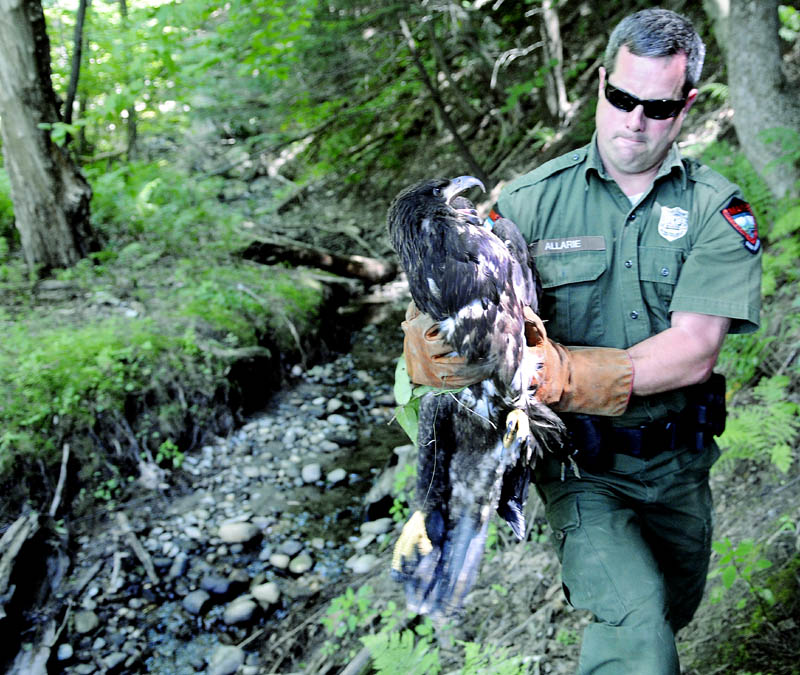 District Game Warden Steve Allarie carries an eaglet Tuesday that he captured on the banks of the Kennebec River in Chelsea.