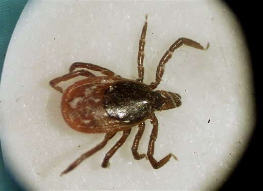 This file photo shows a deer tick under a microscope in the entomology lab at the University of Rhode Island in South Kingstown, R.I. Lyme disease is about 10 times more common than previously reported, health officials said.