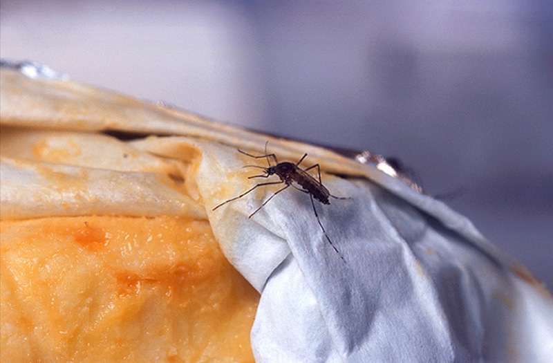 This undated handout photo provided by the Agriculture Department shows a female yellowfever mosquito probes a piece of Limburger cheese, one of few known mosquito attractants. Despite our size and technological advantages, we still can't seem to win our ancient blood battle with the pesky and lethal mosquito. (AP Photo/Peggy Greb, USDA)
