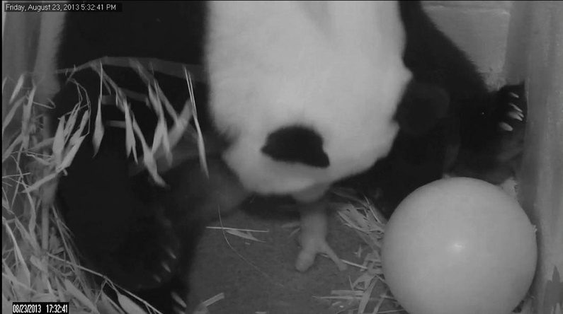 Mei Xiang gives birth to a cub two hours after her water broke Friday at the National Zoo in Washington.