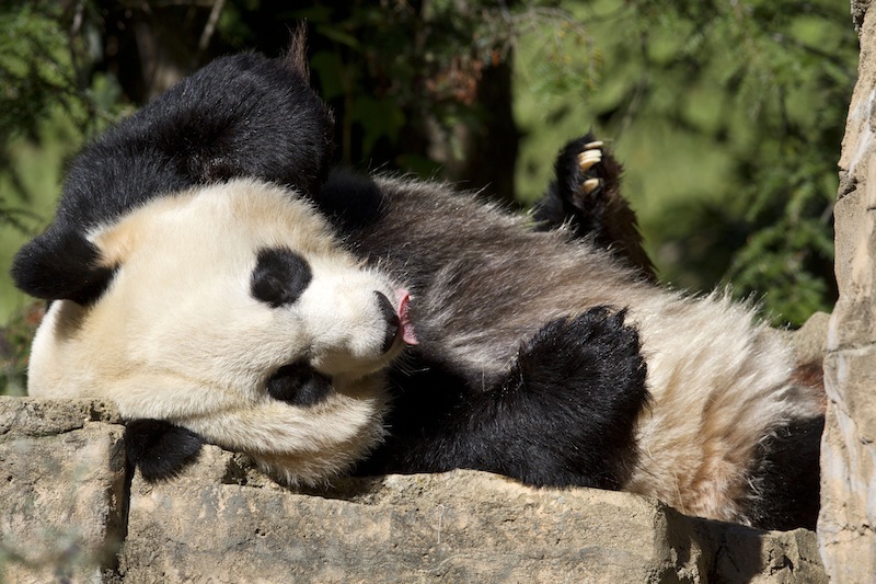 In this Oct. 11, 2012, file photo Mei Xiang, a giant female panda, rests at the National Zoo in Washington. Mei Xiang gave birth to a cub at the Smithsonian’s National Zoo 5:32 p.m. EDT on Friday, Aug. 23, 2013. Zoo keepers heard the cub vocalize and glimpsed the cub for the first time briefly immediately after the birth. Mei Xiang picked the cub up immediately and began cradling and caring for it. (AP Photo/Jacquelyn Martin, File)