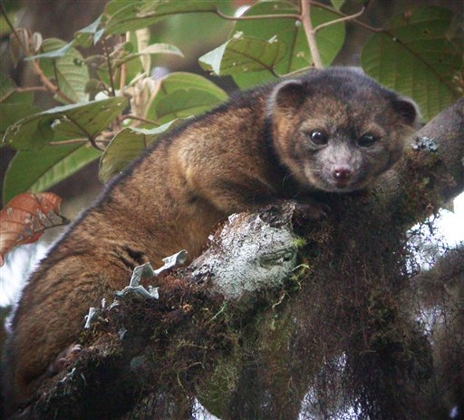 This undated handout photo provided by Mark Gurney shows an olinguito. Researchers say the new species of mammal belongs to the grouping of large creatures that include dogs, cats and bears.