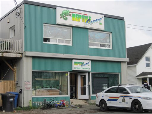 In this Monday Aug. 5, 2013 photo, Royal Canadian Mounted Police work at the scene of a fatal python attack at Reptile Ocean exotic pet store in Campbellton, New Brunswick. Two young boys were killed by a python snake as they slept in an apartment above the store. (AP Photo/The Canadian Press)