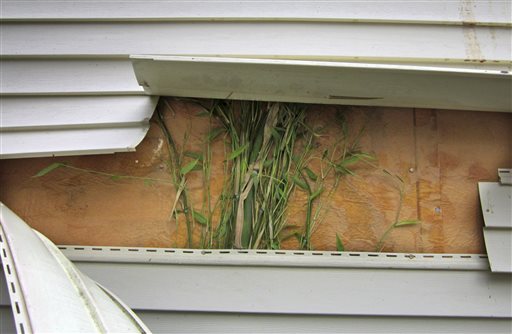 This May 2012 photo provided by John Arcarese shows running bamboo that had grown behind vinyl siding on the side of the family garage in Bozrah, Conn. The plant spread from a neighbor's yard, where it was planted several feet from the property line about seven years earlier.