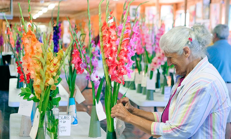 Joyce Mosher sets up a display of gladiolas for a contest in the exhibition hall on the opening day of the 2013 Windsor Fair today in Windsor. Mosher said that her family runs Mosher's Glads a business that sells on Liberty Palermo town line on Route 3. It runs through Labor Day and the fairgrounds are located on Route 32 between Routes 17 and 105 in Windsor.
