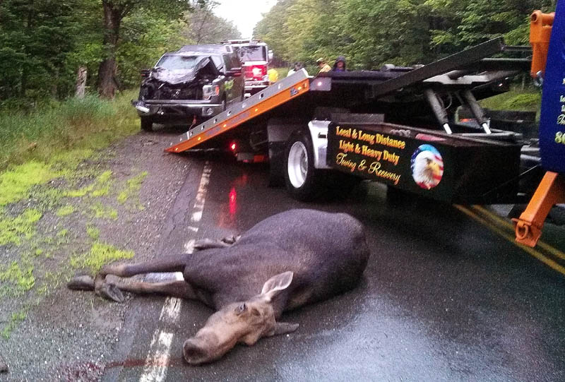 A moose was killed and a pickup truck was destroyed in a collision Thursday on Route 4 in Sandy River Plantation. The accident was one of five moose-vehicle collisions last week in northern Franklin County.