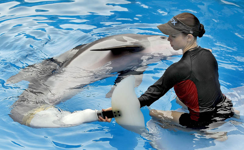 Clearwater Marine Aquarium senior marine mammal trainer Abby Stone works with Winter the dolphin in 2011, in Clearwater, Fla. Winter played herself in "Dolphin Tale," a family-friendly movie starring Harry Connick Jr., Morgan Freeman, Ashley Judd and Kris Kristofferson.