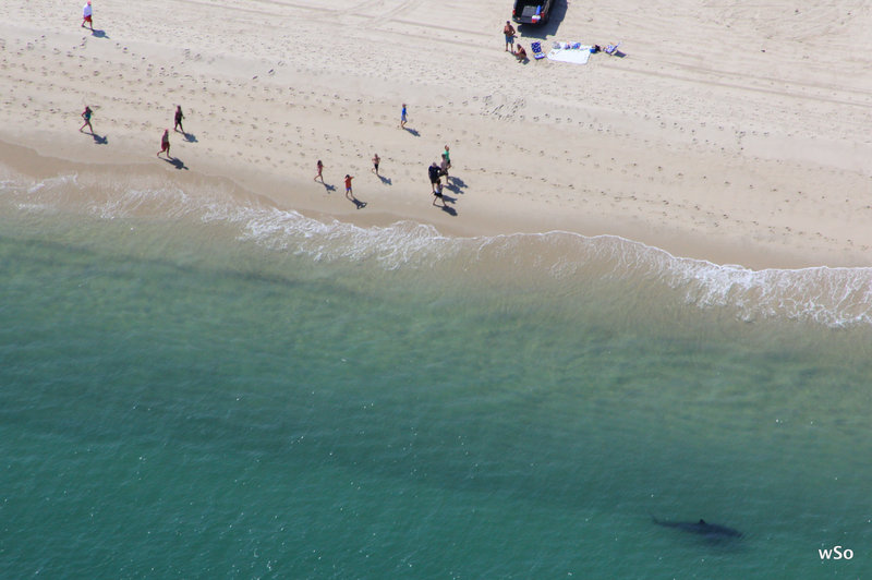 Just when they thought it was safe to go back into the water, beach goers in Orleans, Mass., wisely stay ashore as a great white shark patrols the shallows in search of one of the many seals that populate Cape Cod and the islands.